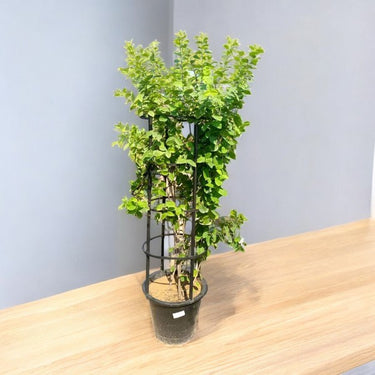 Wrightia Religiosa – Wild Water Plum